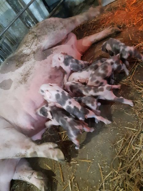  - purcei de rasa Pietrain Landrace si Duroc pur