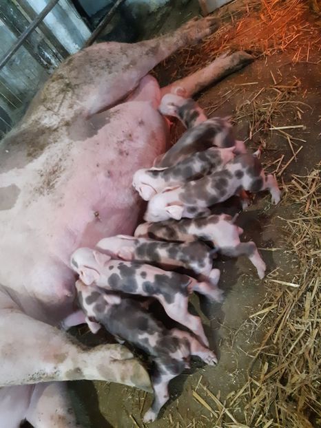  - purcei de rasa Pietrain Landrace si Duroc pur