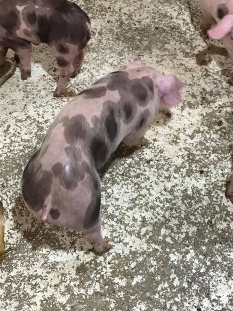  - purcei de rasa Pietrain Landrace si Duroc pur