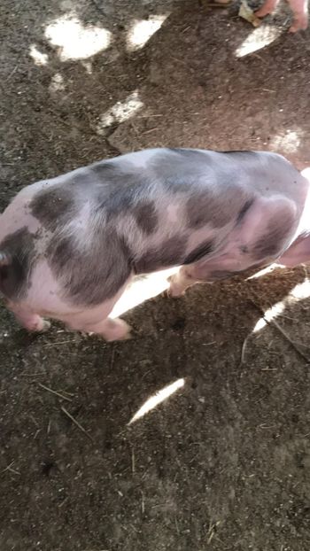  - purcei de rasa Pietrain Landrace si Duroc pur