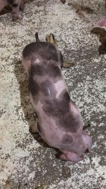  - purcei de rasa Pietrain Landrace si Duroc pur