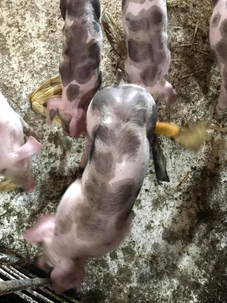  - purcei de rasa Pietrain Landrace si Duroc pur