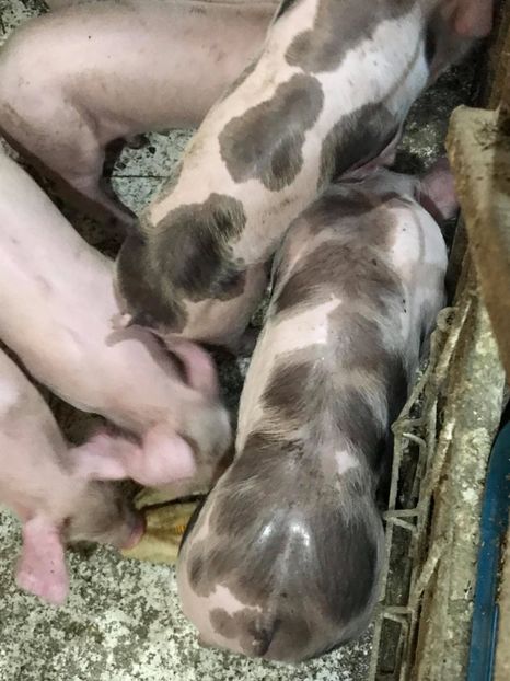  - purcei de rasa Pietrain Landrace si Duroc pur