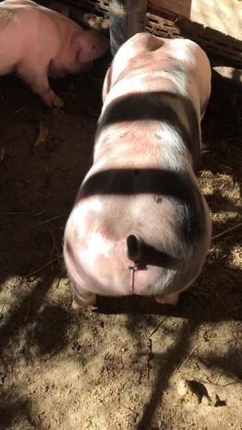  - purcei de rasa Pietrain Landrace si Duroc pur