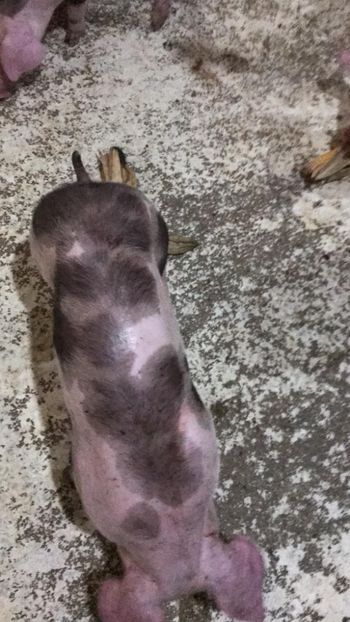  - purcei de rasa Pietrain Landrace si Duroc pur