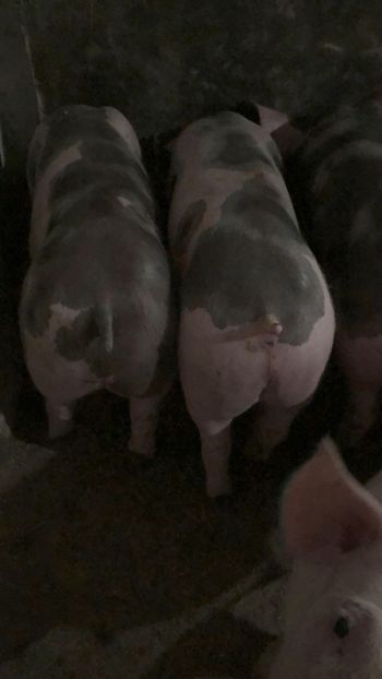  - purcei de rasa Pietrain Landrace si Duroc pur