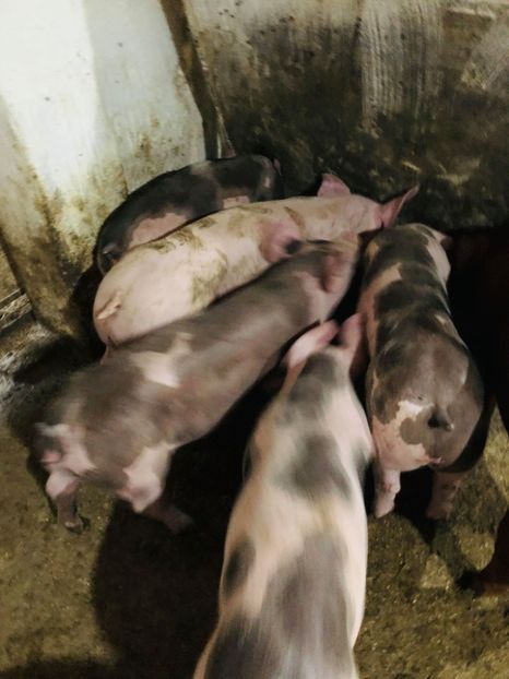  - purcei de rasa Pietrain Landrace si Duroc pur