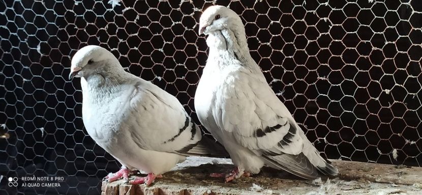 F 2018 -M 2015 - POZE VRDF