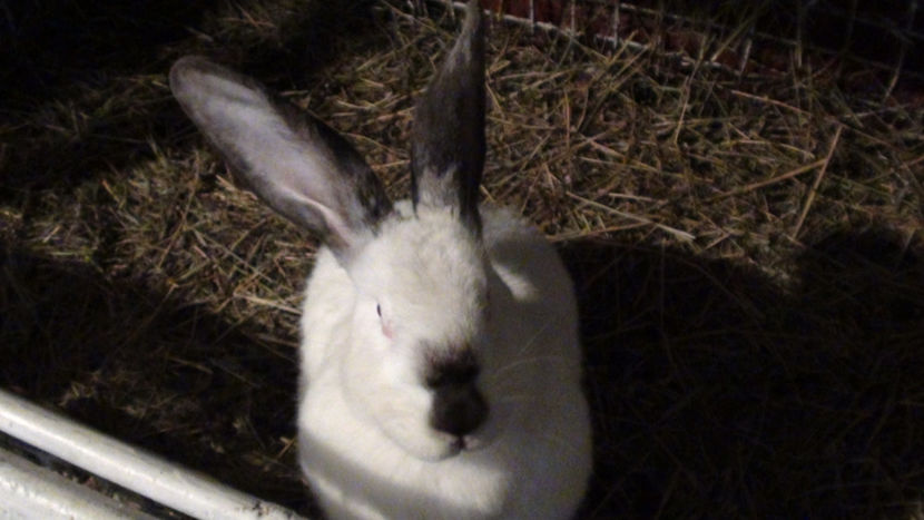  - URIAS DE TRANSILVANIA