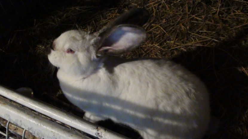  - URIAS DE TRANSILVANIA