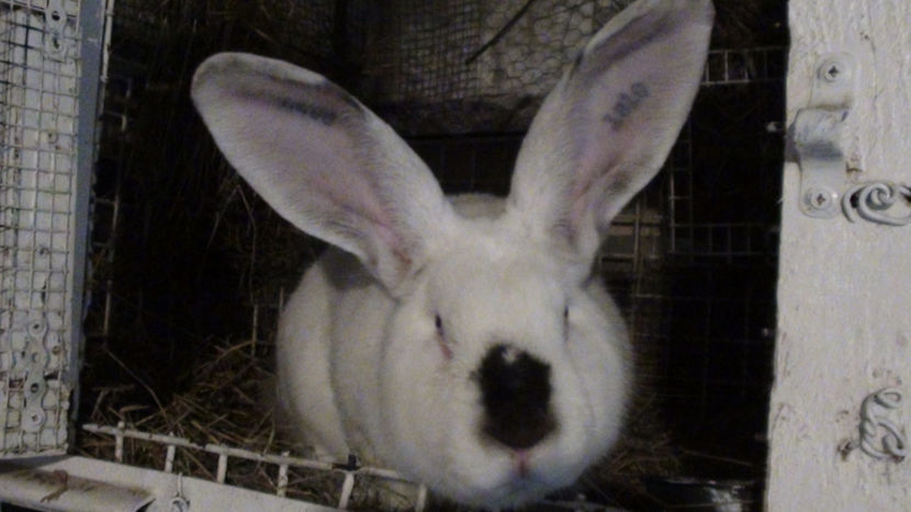  - URIAS DE TRANSILVANIA