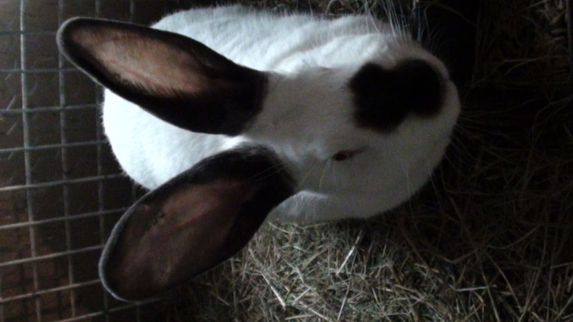  - URIAS DE TRANSILVANIA