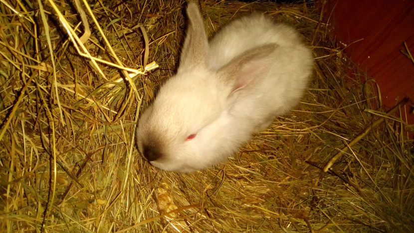  - URIAS DE TRANSILVANIA