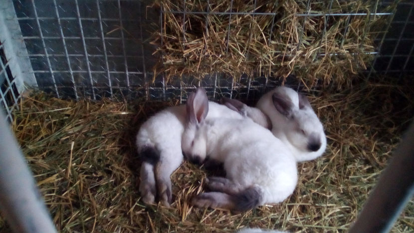  - URIAS DE TRANSILVANIA