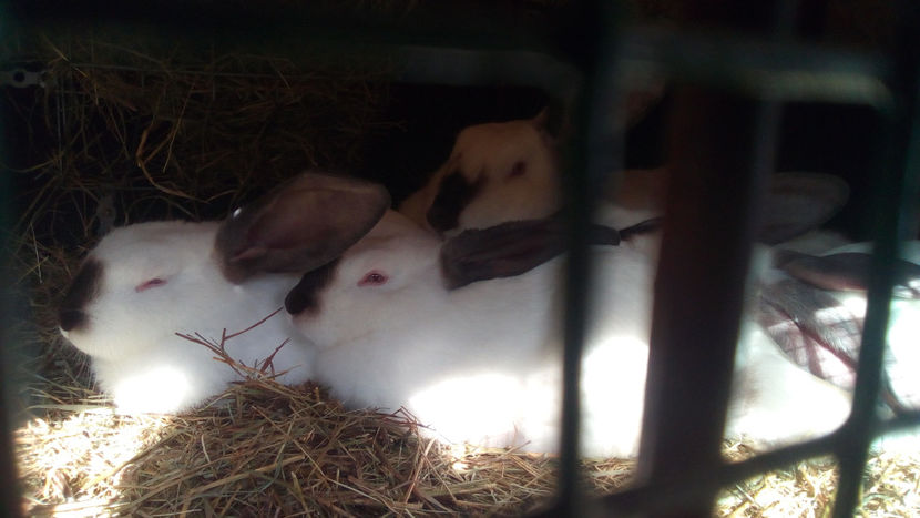  - URIAS DE TRANSILVANIA