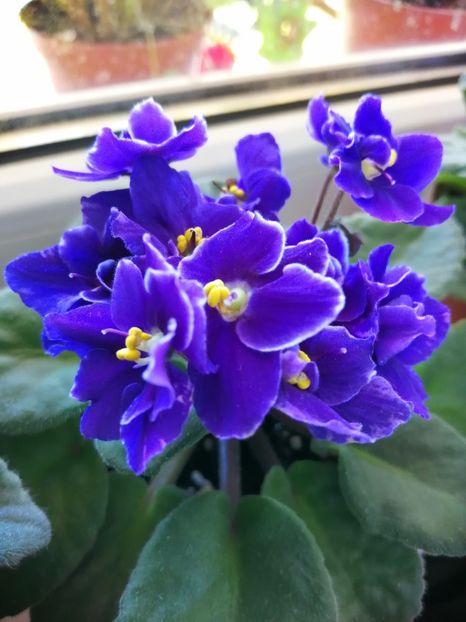  - NEFITOASE - doar - frumoase