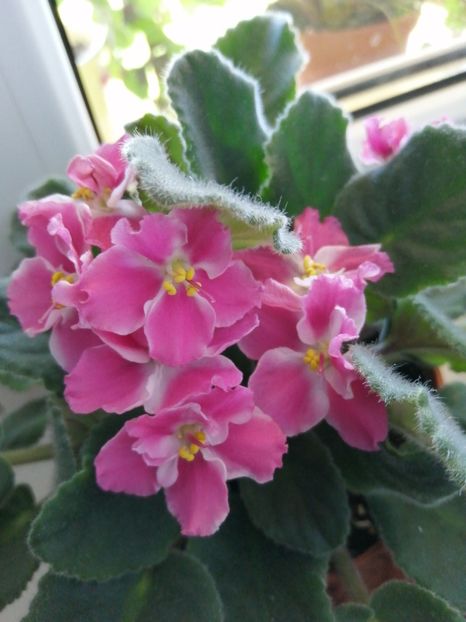  - NEFITOASE - doar - frumoase