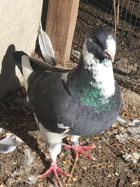 F2020 - Porumbei vanduti 2017-2025