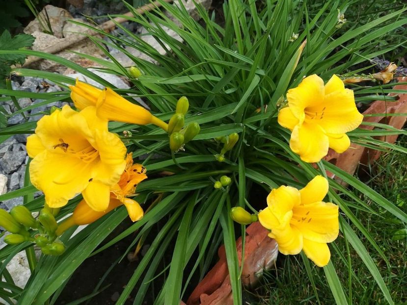 received_272333050569610 - Hemerocallis 2020