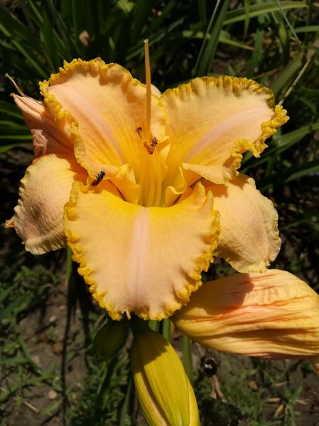  - Hemerocallis 2020