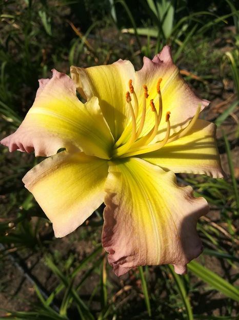  - Hemerocallis 2020