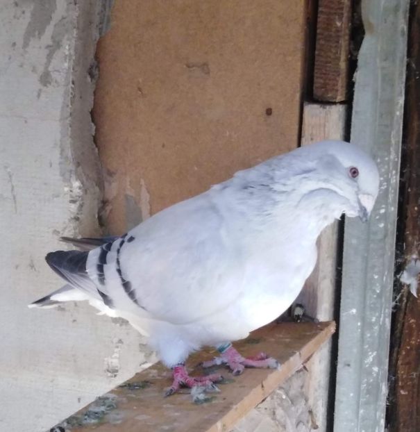 F16 - Fete Pentru 2021