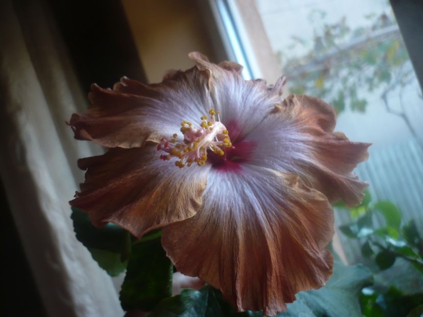 P1470114 - HIBISCUSI 2020-5