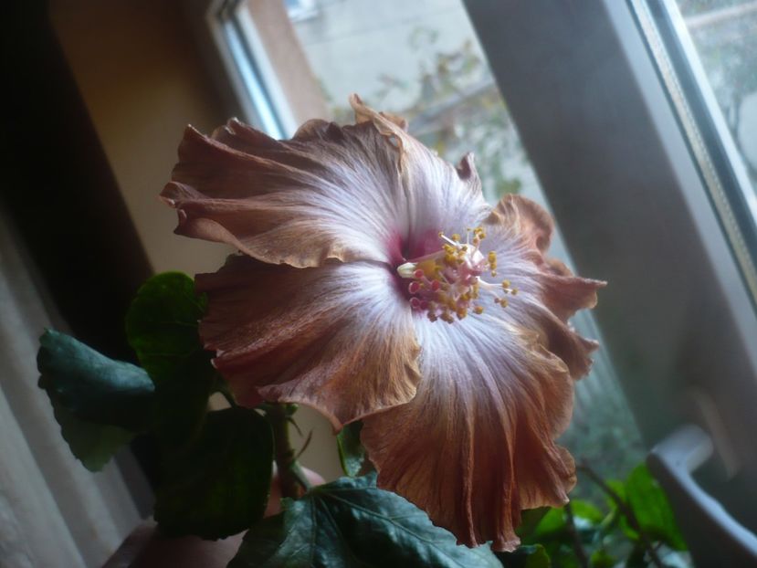 P1470115 - HIBISCUSI 2020-5