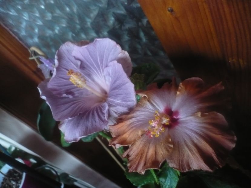 P1470116 - HIBISCUSI 2020-5