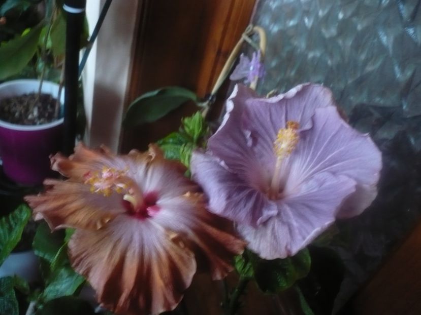 P1470117 - HIBISCUSI 2020-5