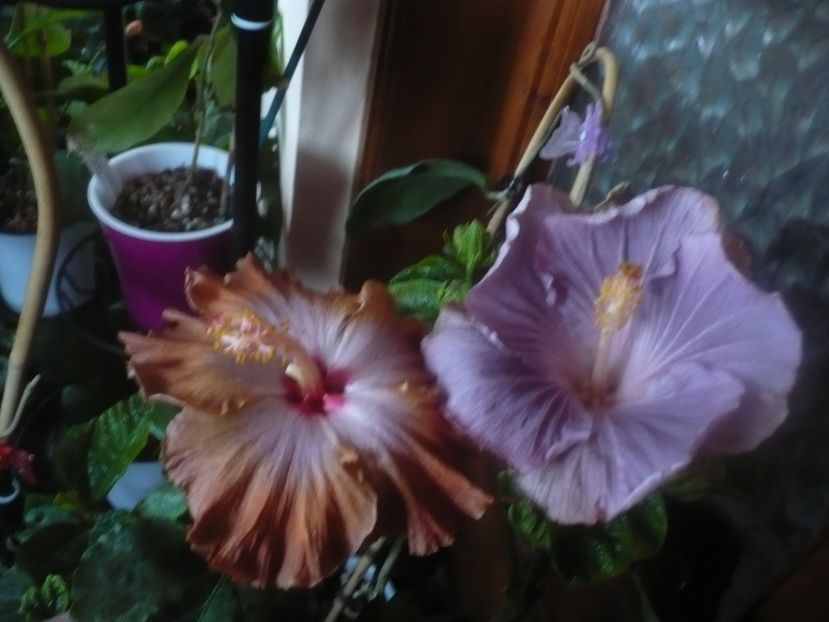 P1470118 - HIBISCUSI 2020-5