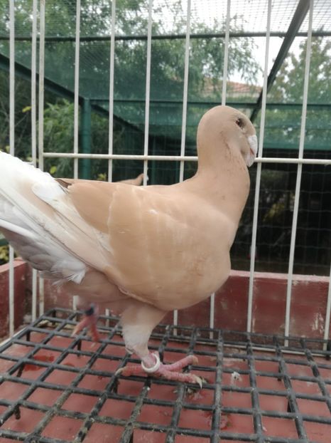  - De vanzare toamna 2020