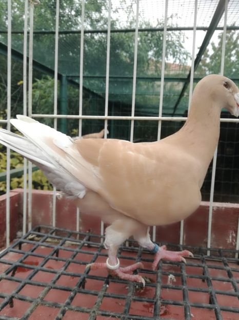  - De vanzare toamna 2020