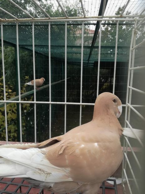  - De vanzare toamna 2020