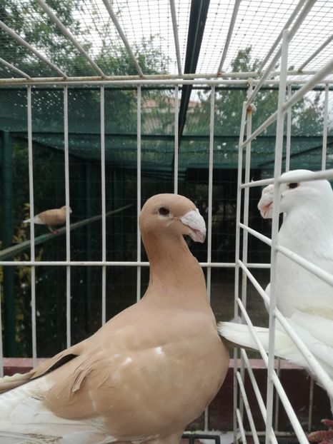  - De vanzare toamna 2020