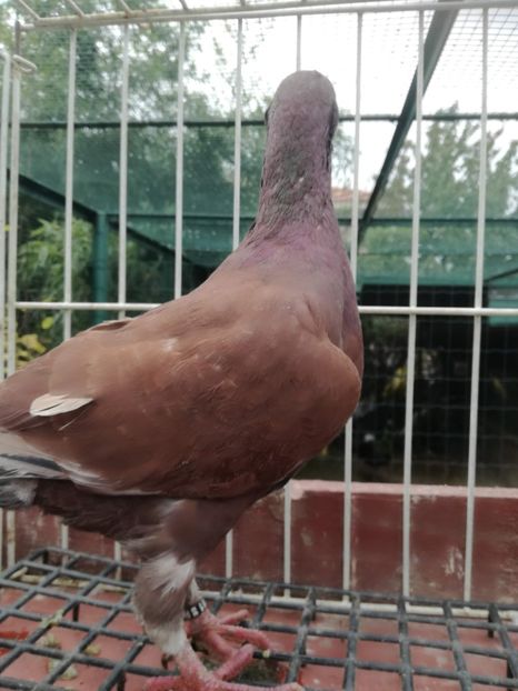  - De vanzare toamna 2020