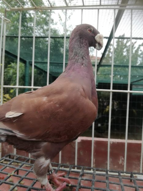  - De vanzare toamna 2020