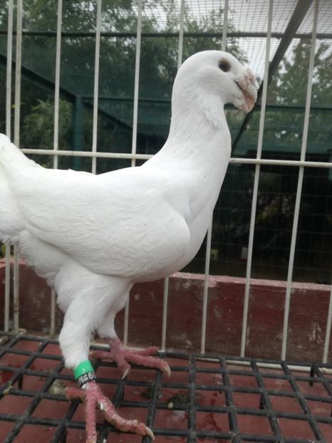  - De vanzare toamna 2020