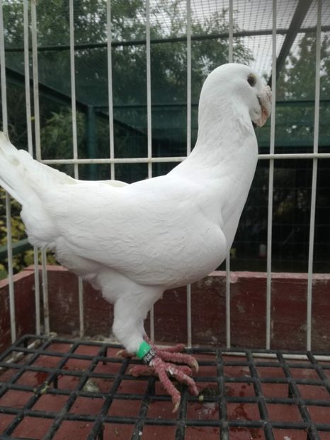  - De vanzare toamna 2020