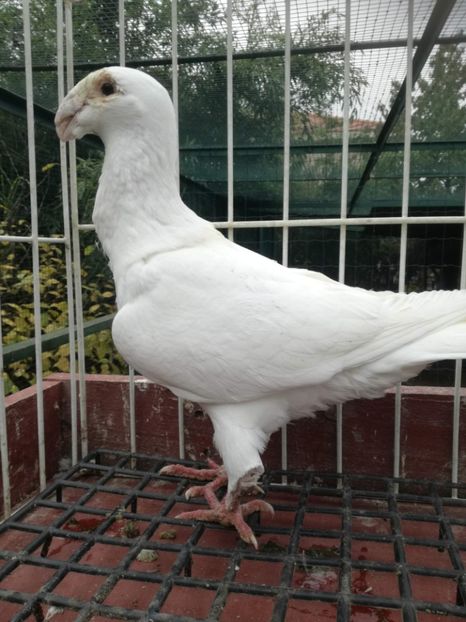  - De vanzare toamna 2020