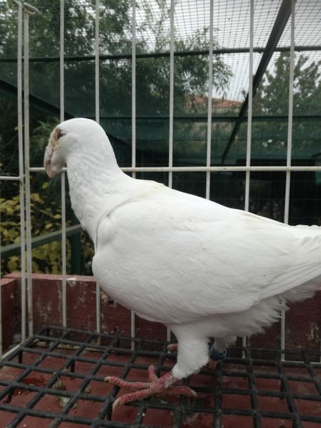  - De vanzare toamna 2020