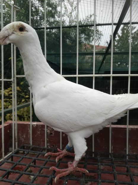  - De vanzare toamna 2020