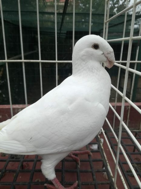  - De vanzare toamna 2020