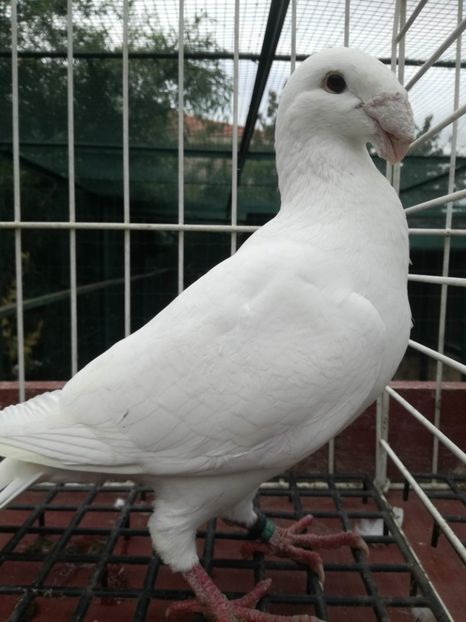  - De vanzare toamna 2020