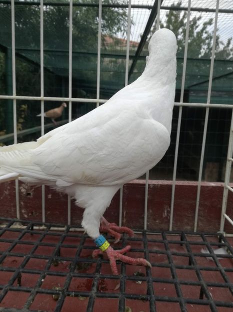  - De vanzare toamna 2020