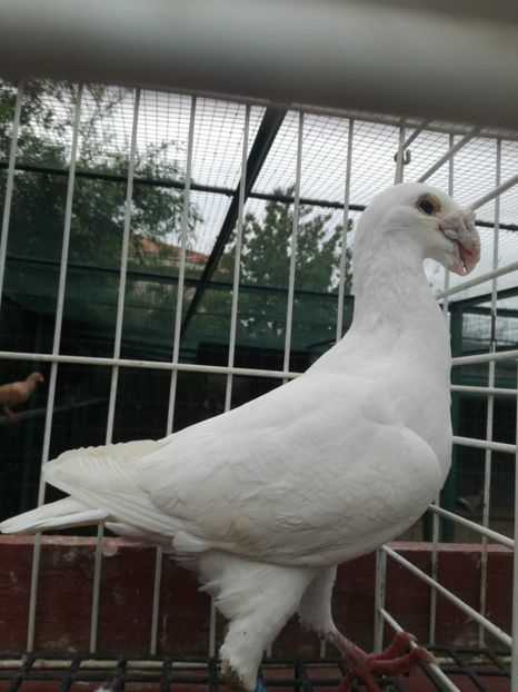  - De vanzare toamna 2020