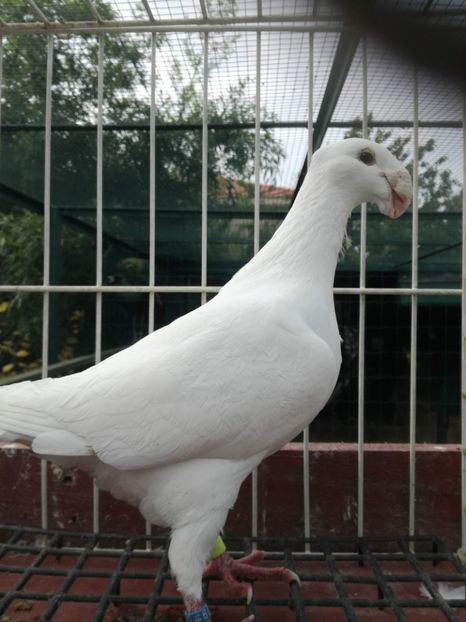  - De vanzare toamna 2020