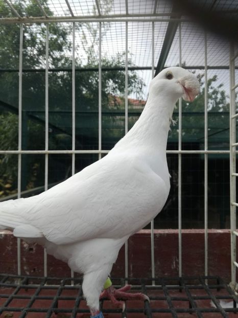  - De vanzare toamna 2020