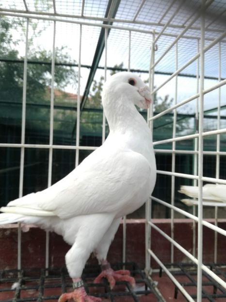  - De vanzare toamna 2020