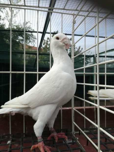  - De vanzare toamna 2020